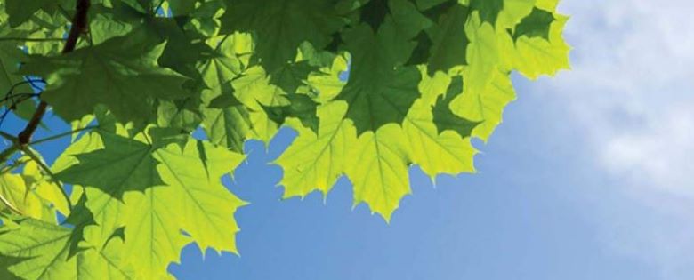 June 28, 2024 | Assessing Risk & Lethality in Domestic Violence Cases