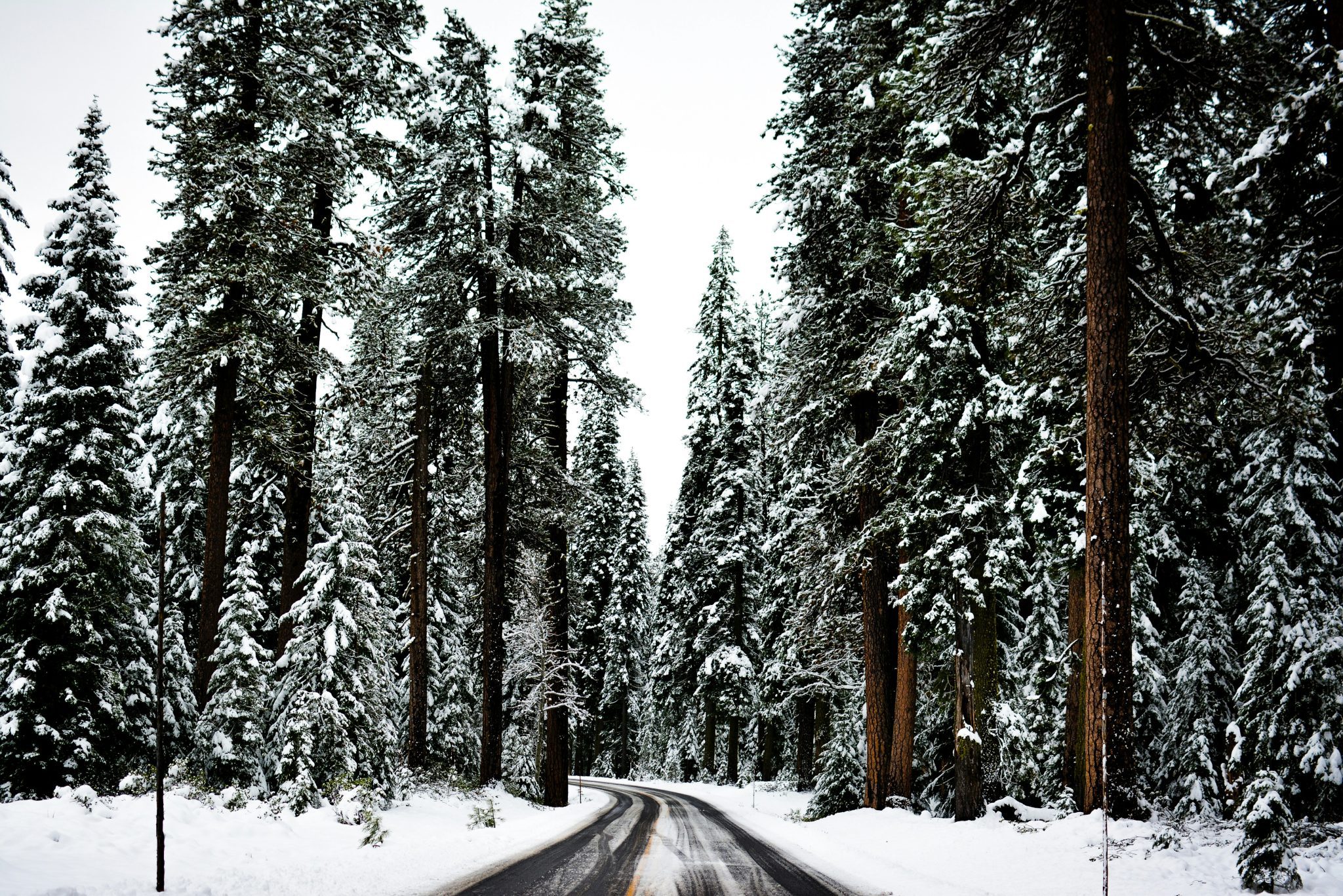 road winding through snow-covered pines