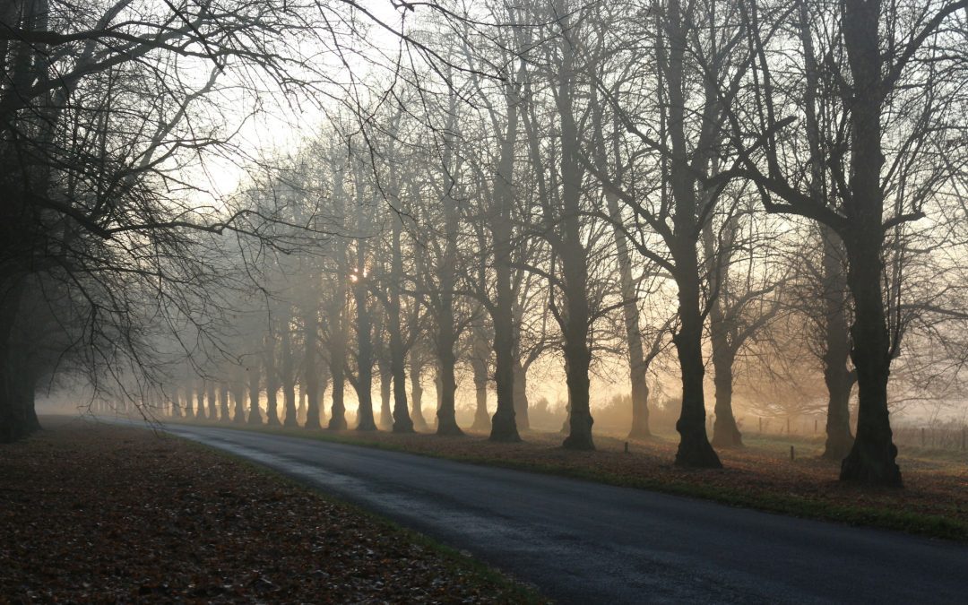 September 24, 2024 (rescheduled) | Xylazine: What We Need to Know | ME SUD Learning Community