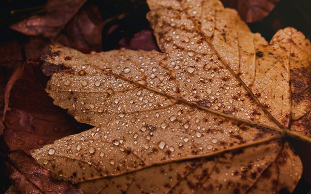 Protected: November 12 & 19, December 3 & 10, 2024 | Motivational Interviewing: Fundamentals & Advancing the Practice