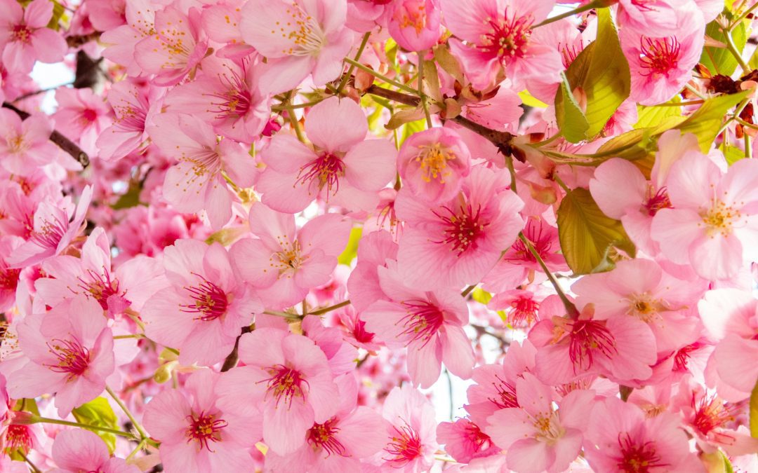 April 22 & 24, 2025 | Certified Clinical Supervision: Effective Management & Administration