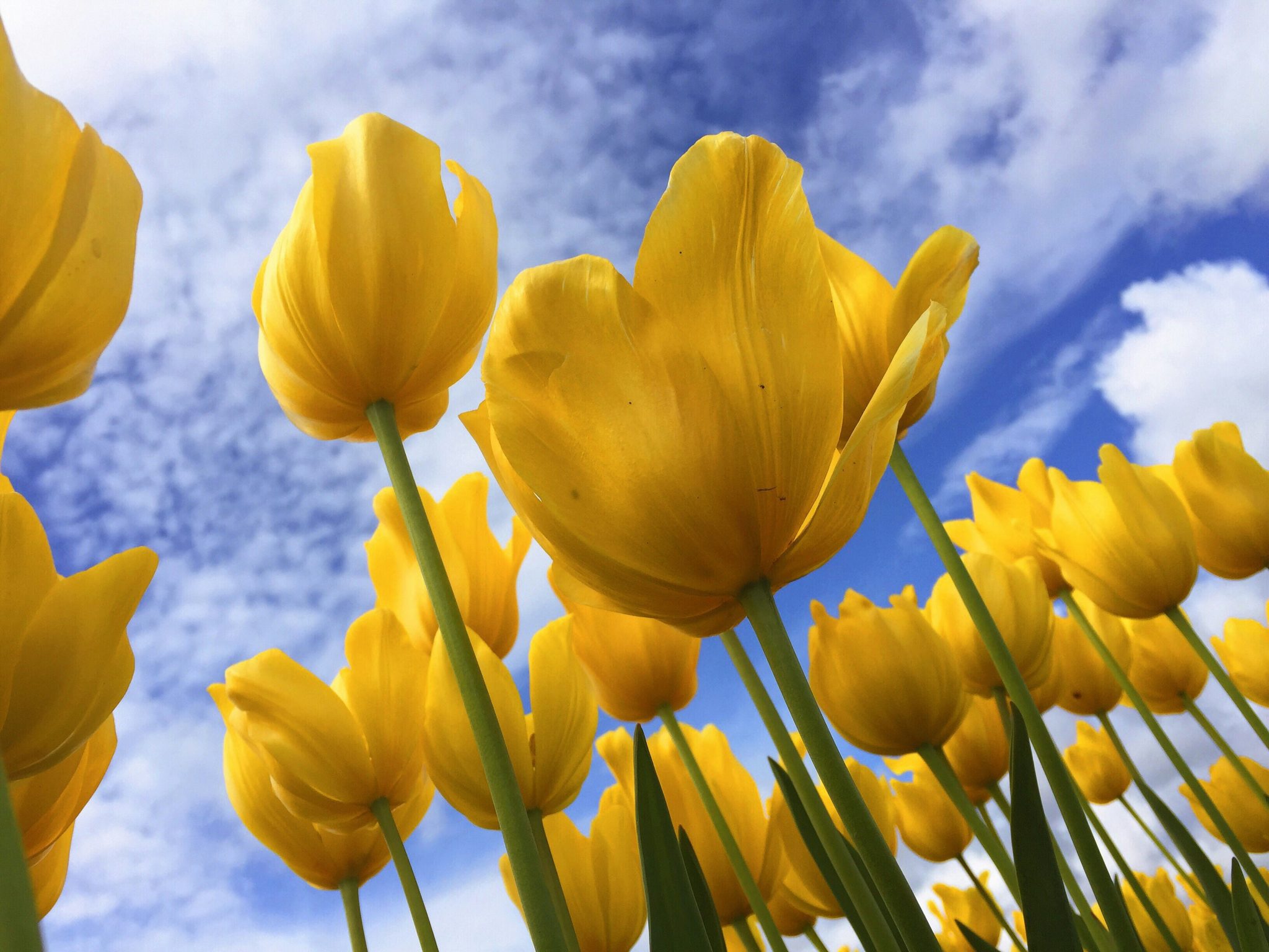yellow tulips